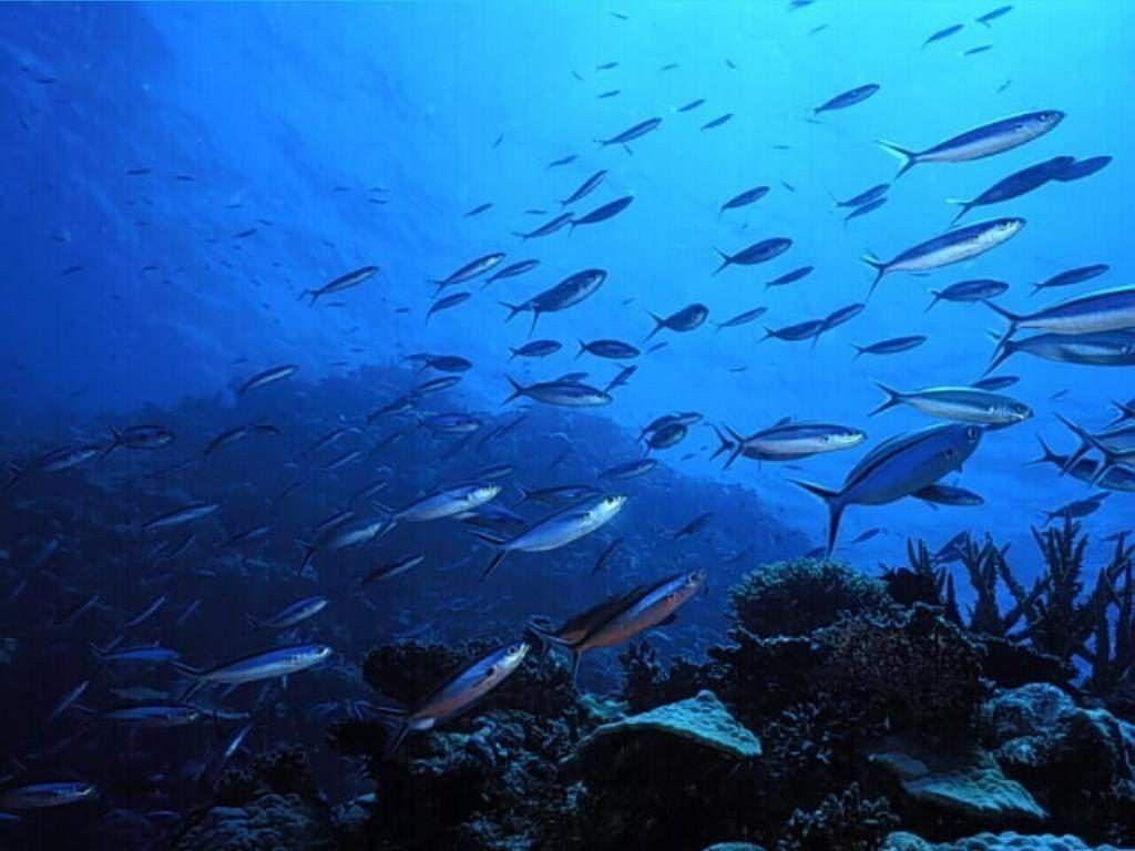 Το 10% των αλιευμάτων πετιούνται πίσω στη θάλασσα κάθε χρόνο