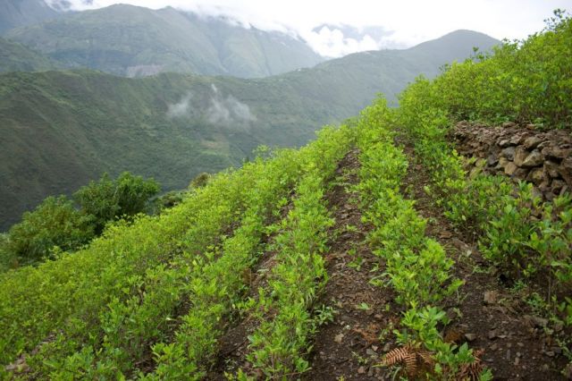 Αυξήθηκαν οι φυτείες κόκας και η παραγωγή κοκαΐνης στην Κολομβία