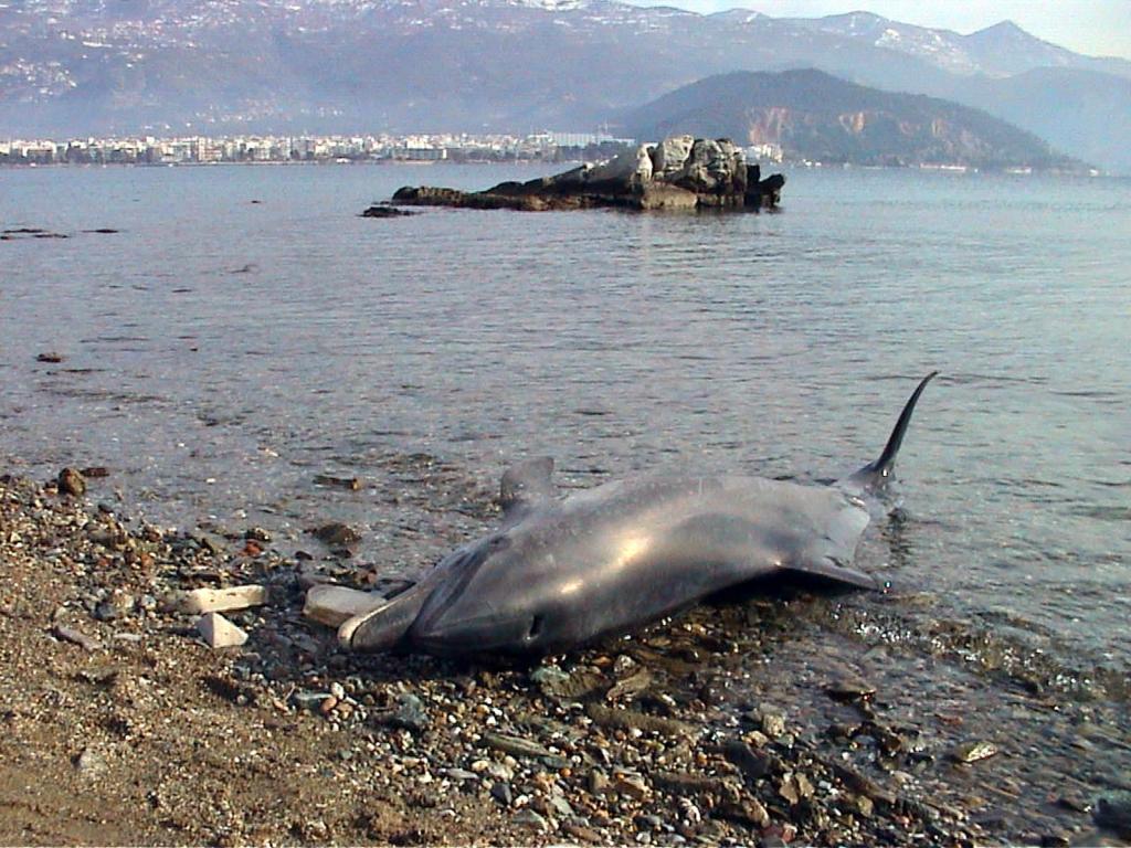 Νεκρό δελφίνι εκβράστηκε σε παραλία της Χαλκιδικής