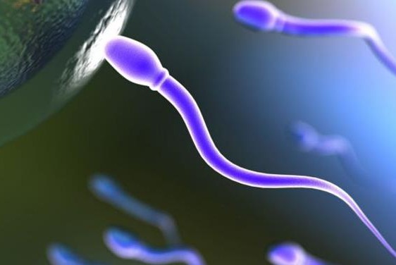 Είδος υπό… εξαφάνιση το ανδρικό σπέρμα