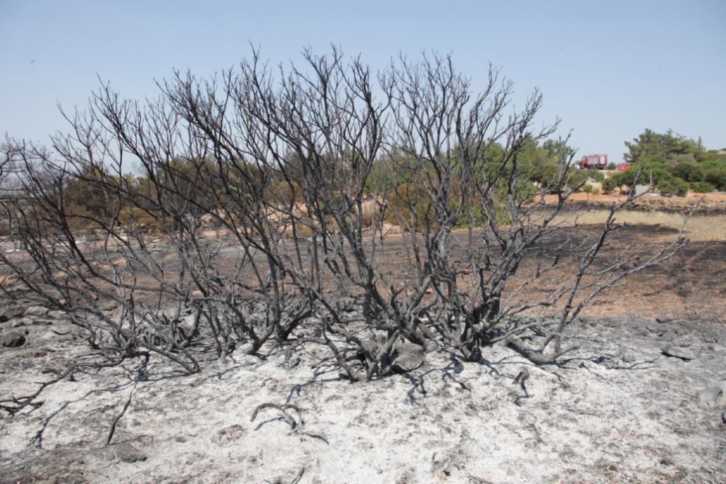 Πληρωμή κρατικών οικονομικών ενισχύσεων από τον ΕΛΓΑ για τις πυρκαγιές 2013