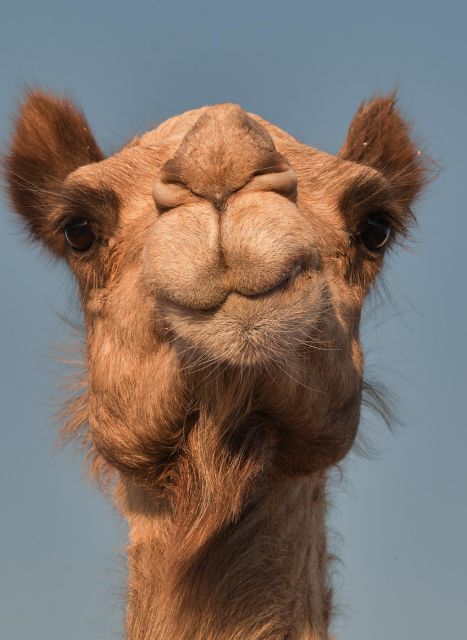 Θα κέρδιζε μία καμήλα τον Ελιουντ Κιπτσόγκε;