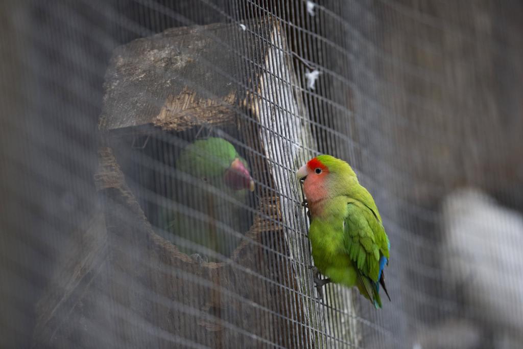 Βρέθηκαν χιλιάδες ζώα σε άθλιες συνθήκες σε βιομηχανική αποθήκη στο Λος Άντζελες