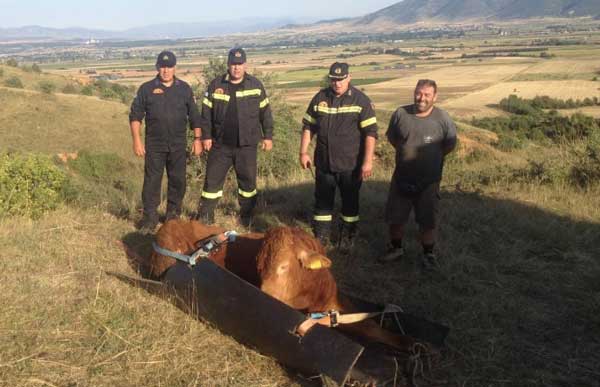 Εντυπωσιακή επιχείρηση για την διάσωση ταύρου από χαράδρα στην Πτολεμαΐδα