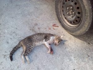 Καλαμπάκα: Αλλεπάλληλα κρούσματα δηλητηριασμένων αδέσποτων ζώων
