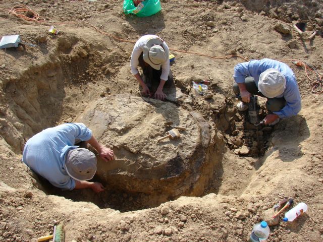 Σπάνια απολιθώματα στη μαύρη αγορά
