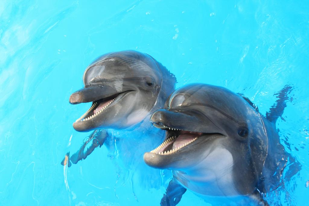 Φάλαινες και δελφίνια ζουν σε κοινωνίες, μιλούν διαλέκτους και κουτσομπολεύουν…