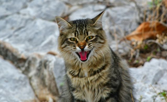 Για μετάλλαξη στις... γάτες κατηγορεί η Λευκωσία την Αγκυρα | tanea.gr