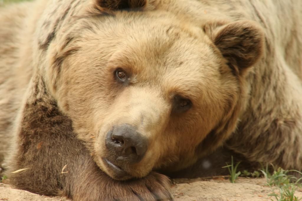 Αρκούδα σκότωσε 85χρονη στο Μέτσοβο