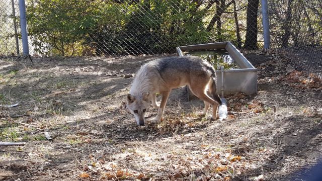 Φλώρινα: Δύο πρώην αιχμάλωτοι λύκοι έφτασαν στον ΑΡΚΤΟΥΡΟ
