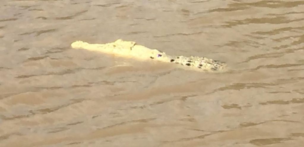 Σπάνιος κροκόδειλος λευκός σαν «Πέρλα»