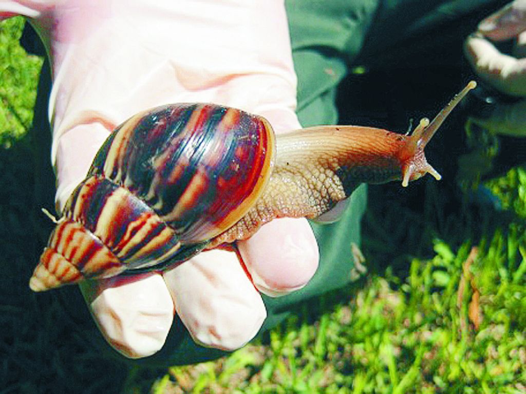 Τα σαλιγκάρια δημιουργούν οικονομικές ευκαιρίες