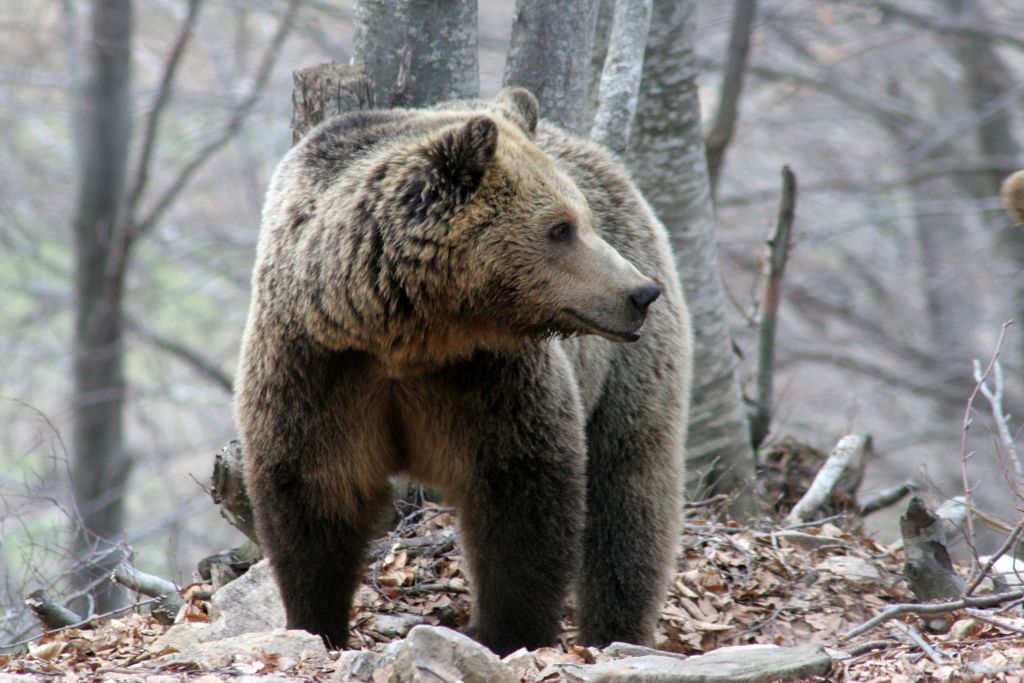 Διέσωσαν αρκούδα που εγκλωβίστηκε σε δεξαμενή