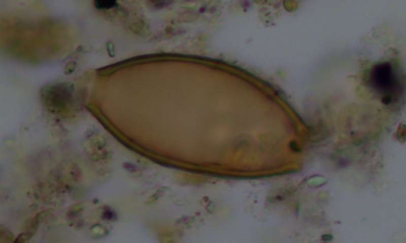 Ανακαλύφθηκαν τα παρασιτικά σκουλήκια που περιέγραφε ο Ιπποκράτης