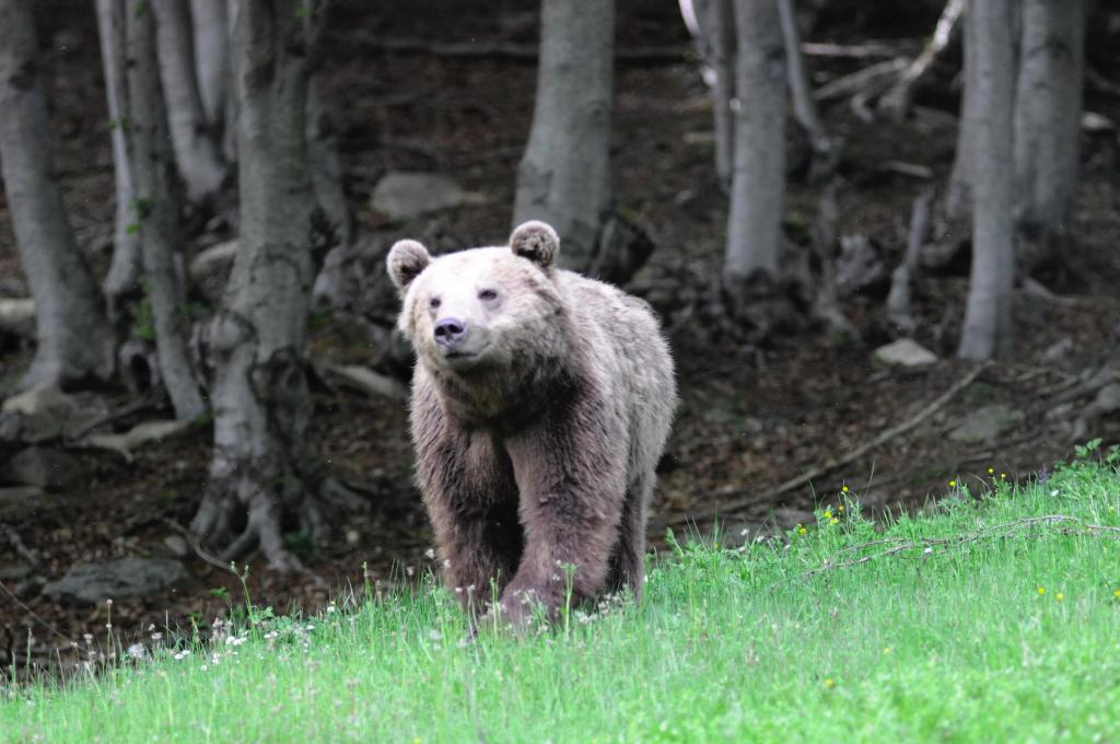 Δύο αρκουδάκια κατέβηκαν στην πόλη της Καστορίας
