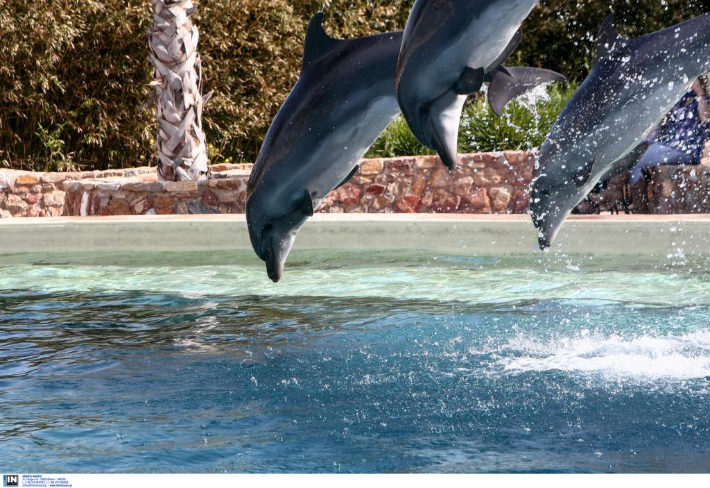 Το Αττικό Πάρκο απαντά για την παράσταση με δελφίνια