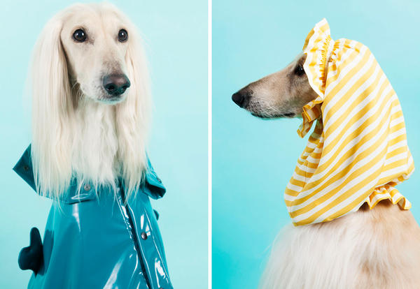 Το Μιλάνο είναι η πρωτεύσουσα του στυλ και για… σκύλους