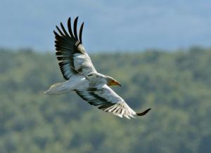 Ο γύπας που ενώνει 14 χώρες