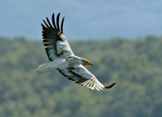 Ο γύπας που ενώνει 14 χώρες