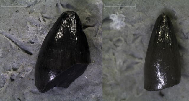 Κόμπρες στον Αξιό και κροκόδειλοι στην Εύβοια πριν από 18 εκατ. χρόνια