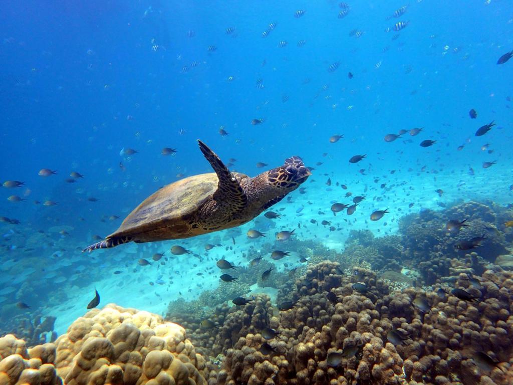 Μαδαγασκάρη: 8 παιδιά πέθαναν αφού έφαγαν θαλάσσια χελώνα