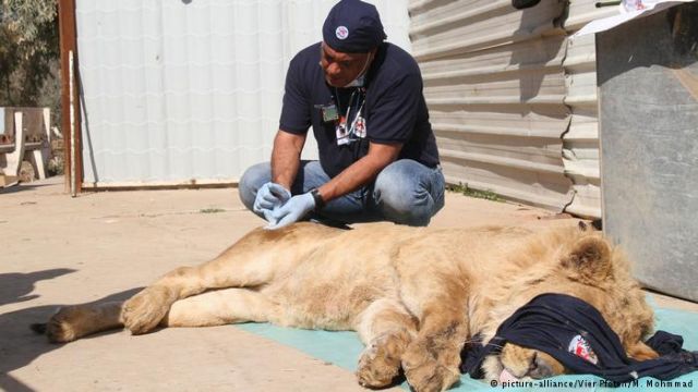 Tα άγρια ζώα από το Χαλέπι υποφέρουν όσο οι άνθρωποι