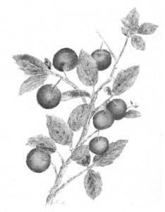 Οταν το δάκρυ έτρεχε κορόμηλο