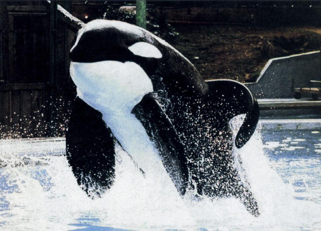 Η πρώτη όρκα που… μιλάει: Μπορεί να χαιρετάει και να μετράει