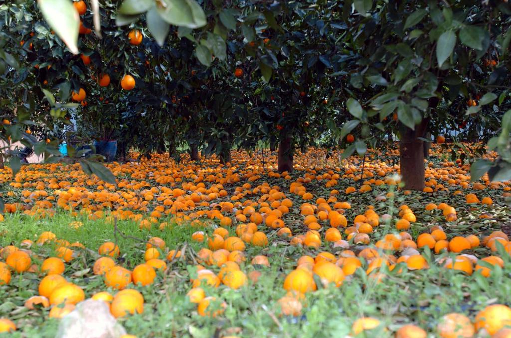 Από τους πρόποδες των Ιμαλαΐων η καταγωγή των εσπεριδοειδών