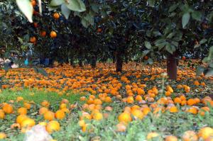 Από τους πρόποδες των Ιμαλαΐων η καταγωγή των εσπεριδοειδών