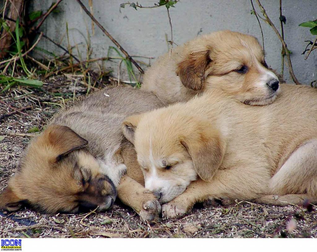 Πυροβόλησαν και σκότωσαν τρία αδέσποτα σκυλιά στο Λαύριο