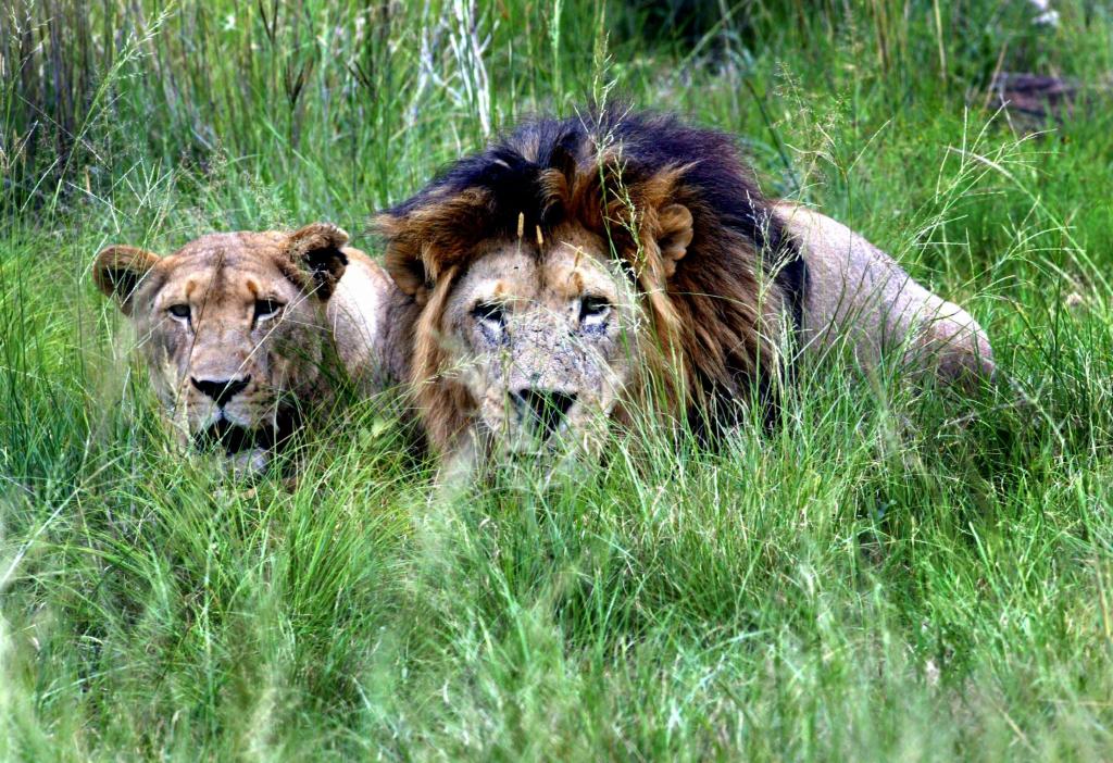 Αγέλη λιονταριών κατασπάραξε κυνηγό σε καταφύγιο της Νότιας Αφρικής