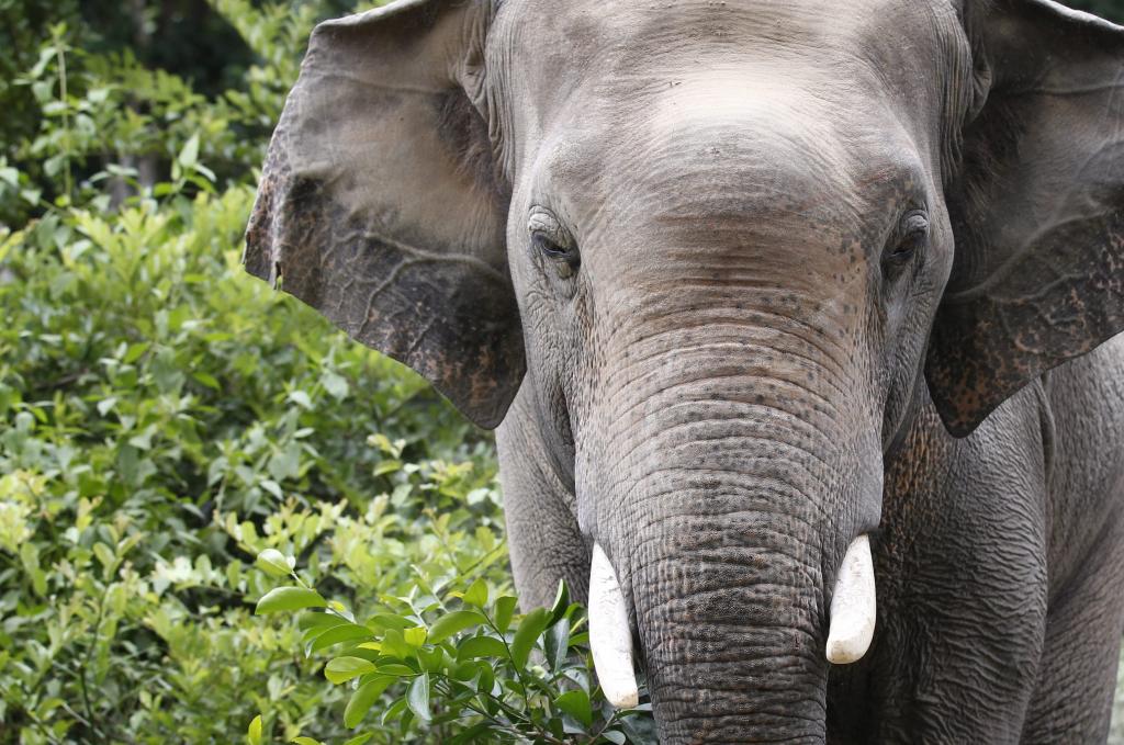 Κίνα: Νεκρός δικυκλιστής από επίθεση άγριων ελεφάντων