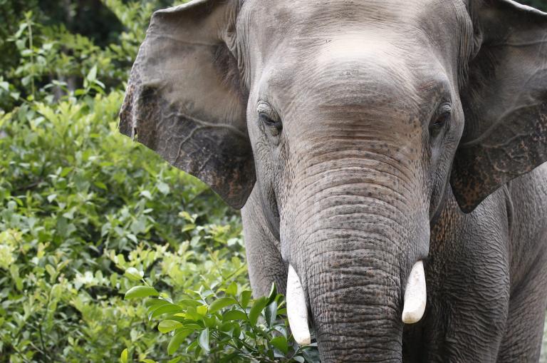 Κίνα: Νεκρός δικυκλιστής από επίθεση άγριων ελεφάντων | tanea.gr
