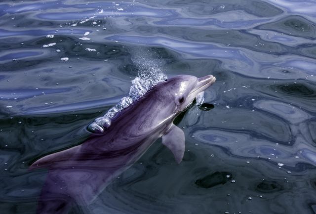 Εντοπίστηκε νεκρό δελφίνι στo Ληξούρι της Κεφαλονιάς | tanea.gr
