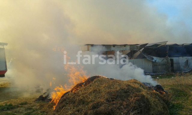Πυρκαγιά έκαψε ποιμνιοστάσιο και ζώα στα Φάρσαλα | tanea.gr