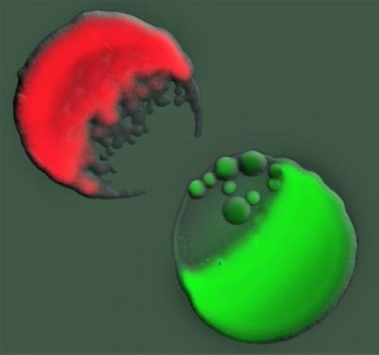 Φως στα «παιχνίδια πολέμου» των βακτηρίων έριξε ελληνίδα ερευνήτρια