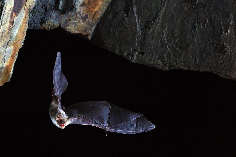 Ψάχνουν και στις νυχτερίδες το μυστικό της μακροζωίας | tanea.gr