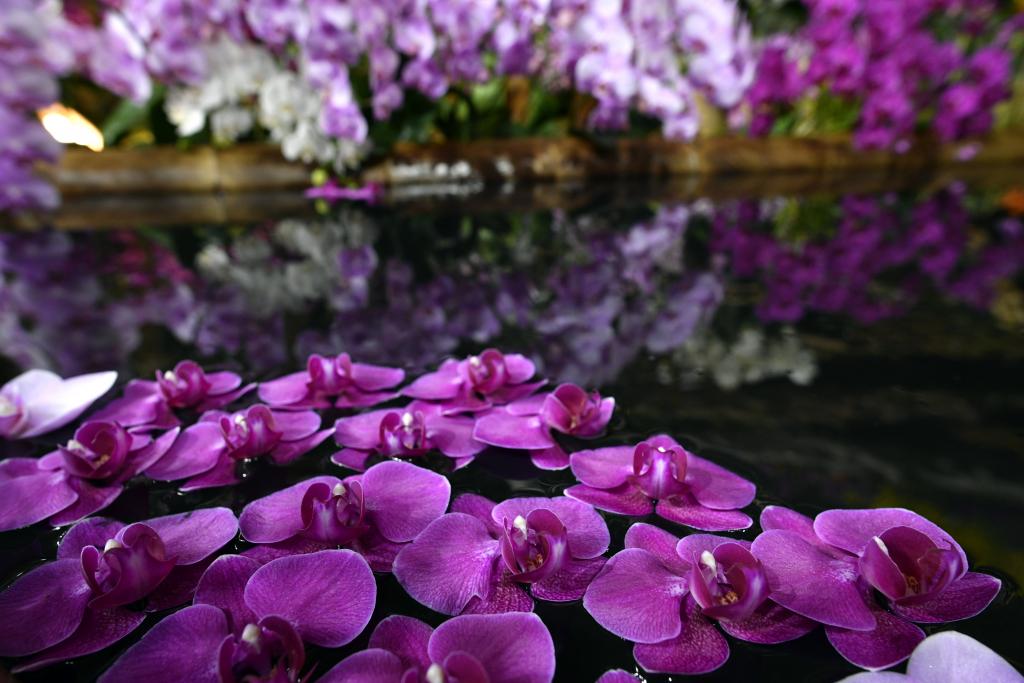 Τα πρώτα φυτά εμφανίσθηκαν πριν από 500 εκατ. χρόνια