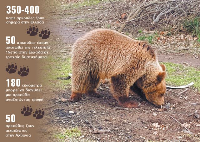 Το μαρτύριο της αρκούδας | tanea.gr