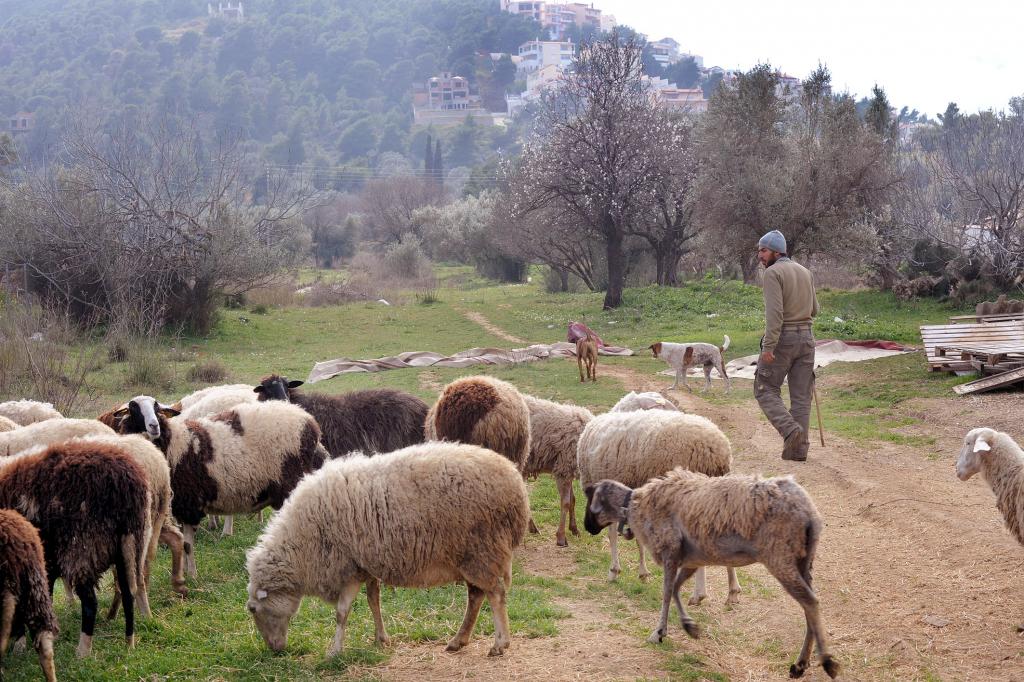 Στο πόδι η Μυτιλήνη για τον κτηνοτρόφο