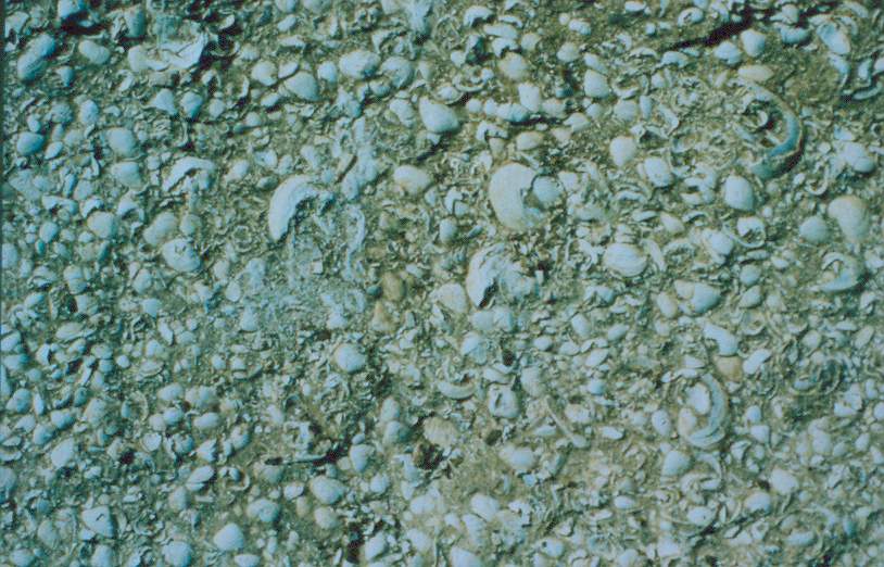 Ανακάλυψαν απολίθωμα αμύλου ηλικίας 280 εκατ. ετών