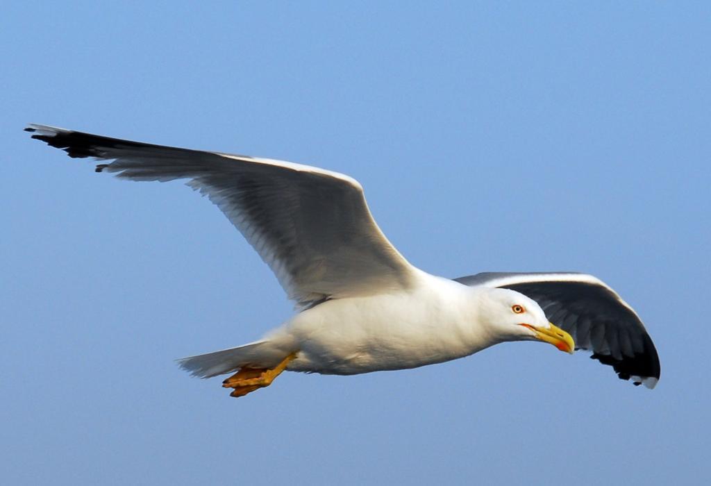 Βέλγιο: «Πόλεμος» στους γλάρους με drones και ψεύτικα αυγά