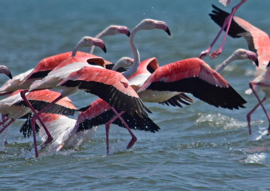 Κέρκυρα: Με ροζ φλαμίνγκο γέμισε η λιμνοθάλασσα της Λευκίμμης