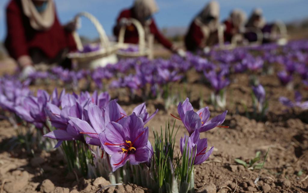 Δημιούργησαν νέα χρώματα λουλουδιών για να τονώσουν τον τουρισμό