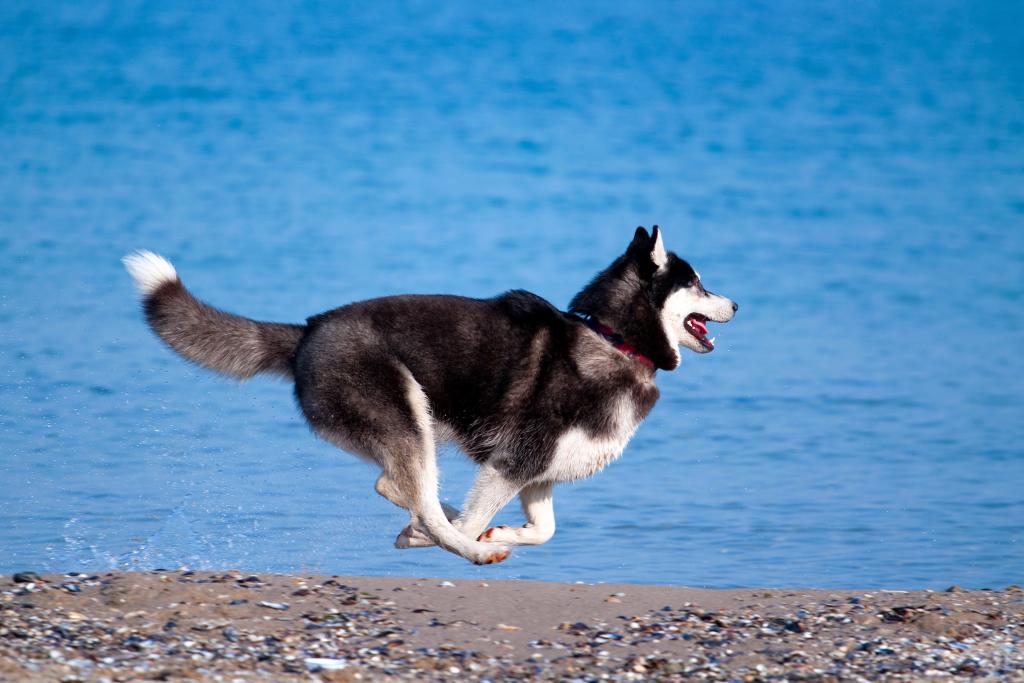 Σε 30 μέρες θα καταθέσουν ξανά το νομοσχέδιο για τα ζώα