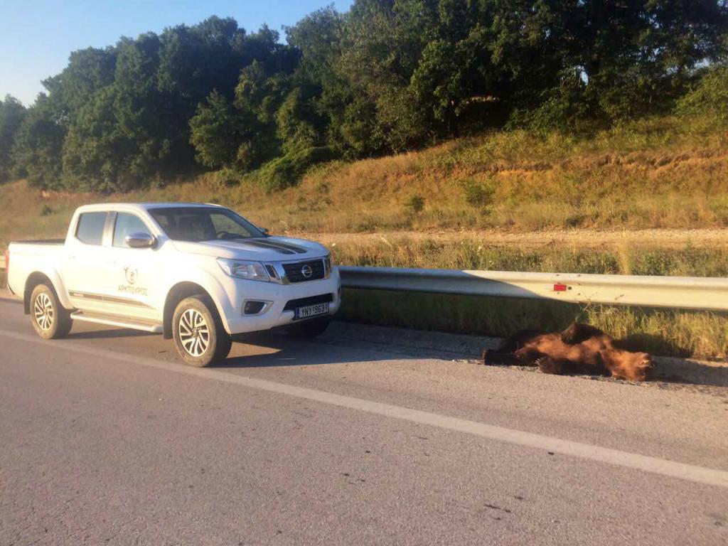 Εξέπνευσε κατά τη μεταφορά στη Θεσσαλονίκη αρκούδα που τραυματίστηκε σε τροχαίο