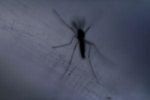 Εφαρμογή στο κινητό προειδοποιεί όταν σε πλησιάζουν κουνούπια!