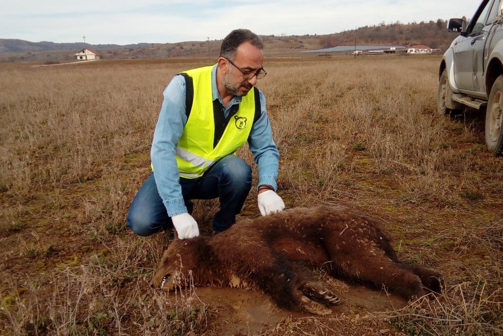 Νεκρό αρκουδάκι στην Κοζάνη – Το παρέσυρε αυτοκίνητο