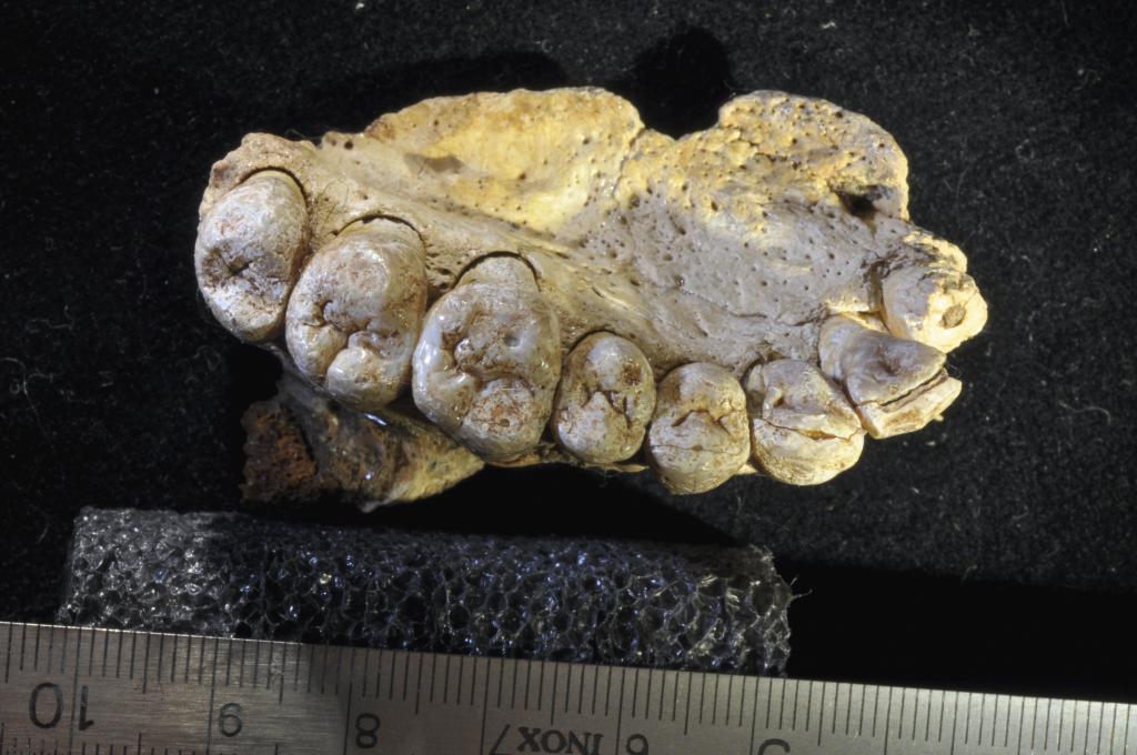 Αρχαιολόγοι μελετούν τη μέθοδο εξαγωγής δοντιών κατά τη νεολιθική εποχή